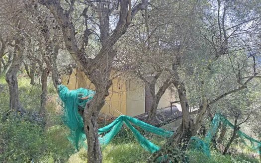 Terreno con annesso agricolo in Versilia – Oliveto vista mare in vendita a Capezzano Monte