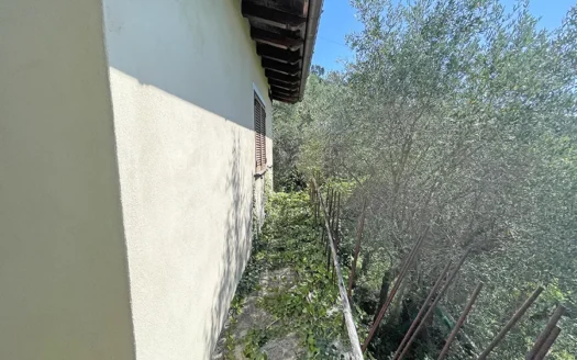 Terreno con annesso agricolo in Versilia – Oliveto vista mare in vendita a Capezzano Monte