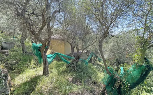 Terreno con annesso agricolo in Versilia – Oliveto vista mare in vendita a Capezzano Monte
